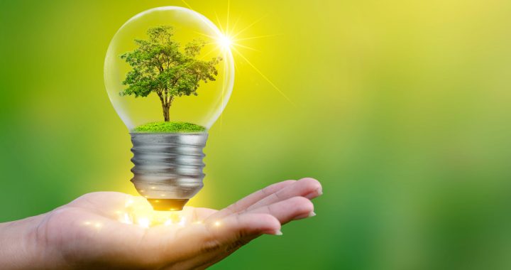 The forest and the trees are in the light. Concepts of environmental conservation and global warming plant growing inside lamp bulb over dry soil in saving earth concept